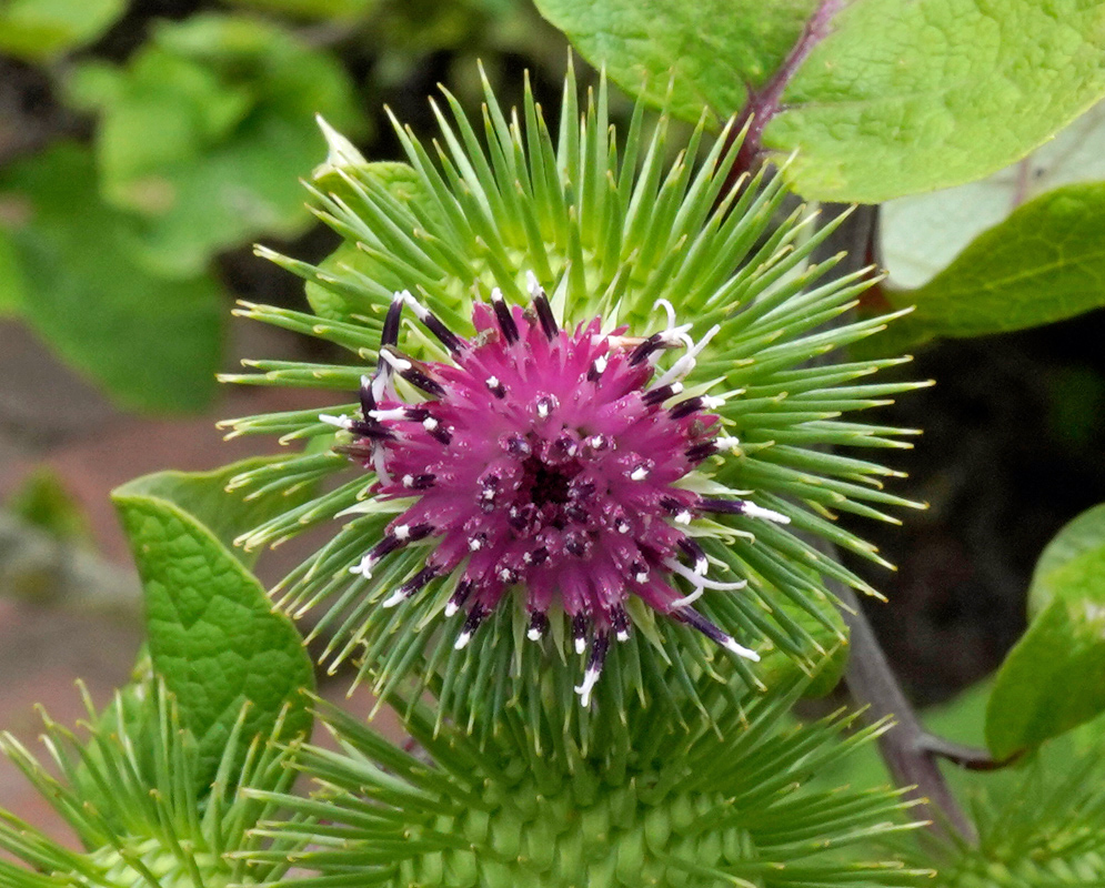 Close-up of the spiny green flower head of arctium lappa with a dense cluster of purple florets tipped in white and black