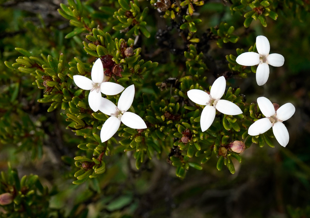 Close-up of arcytophyllum thymifolium with small white four-petaled flowers emerging among dense, tiny green leaves