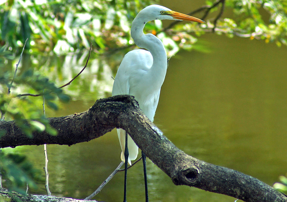 A white Ardea alba standing on a branch above the water