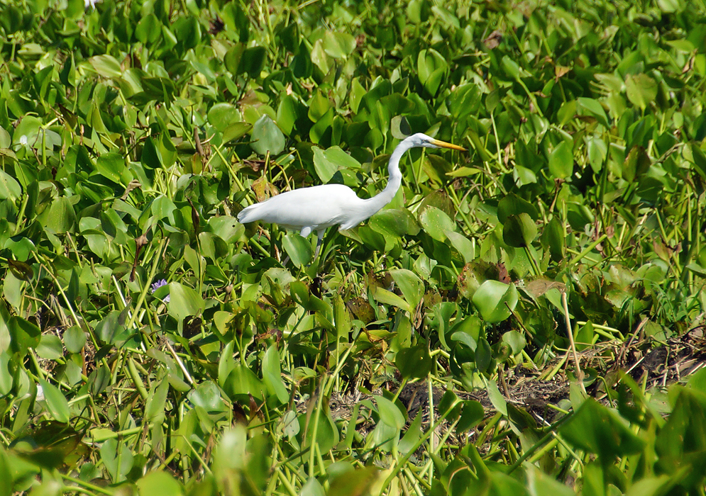 A great Egret surrounded by water plants