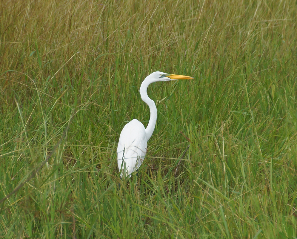 An Ardea alba standing in swamp grass