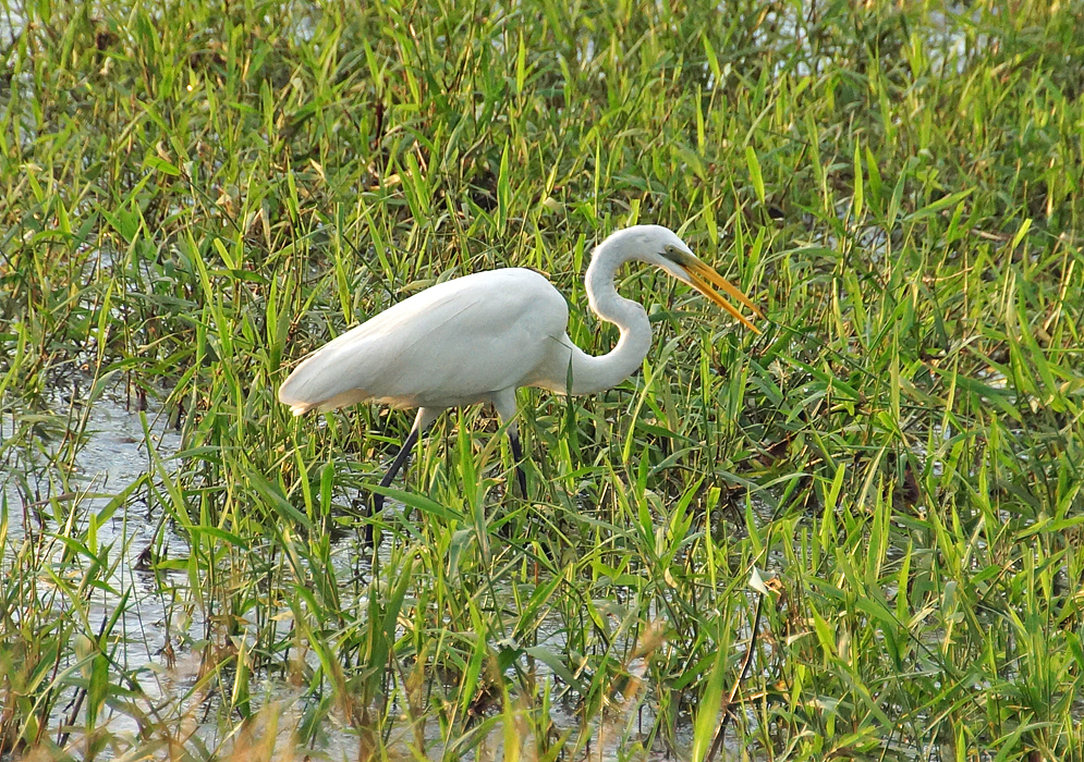 An Egret walking in shallow water with its mouth open