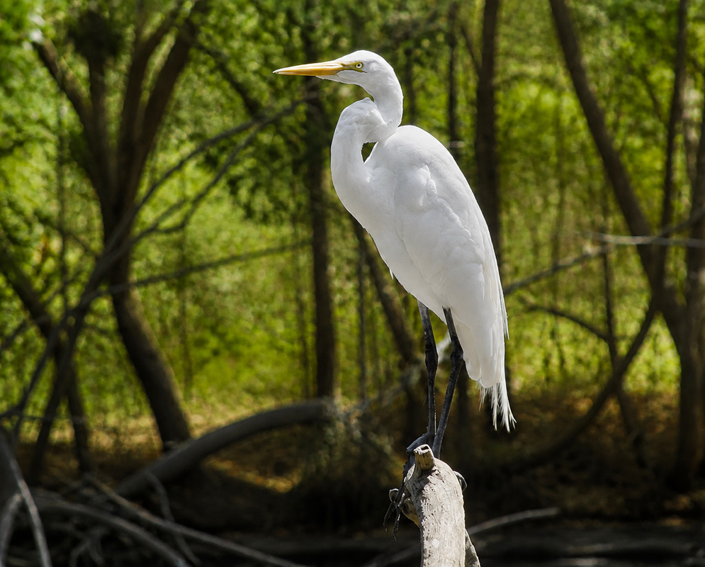 A Ardea alba perched among branches with its white plumage and long bill visible