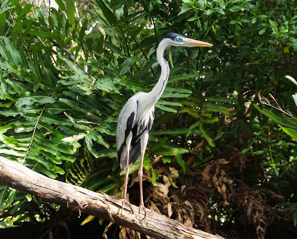 An Ardea cocoi with white and black plumage standing on a log