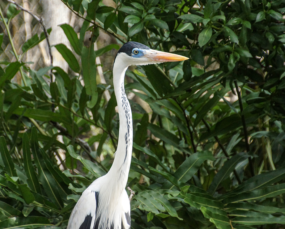 An Ardea cocoi with a long white neck with black markings, a black cap, a blue lore and a yellow beak