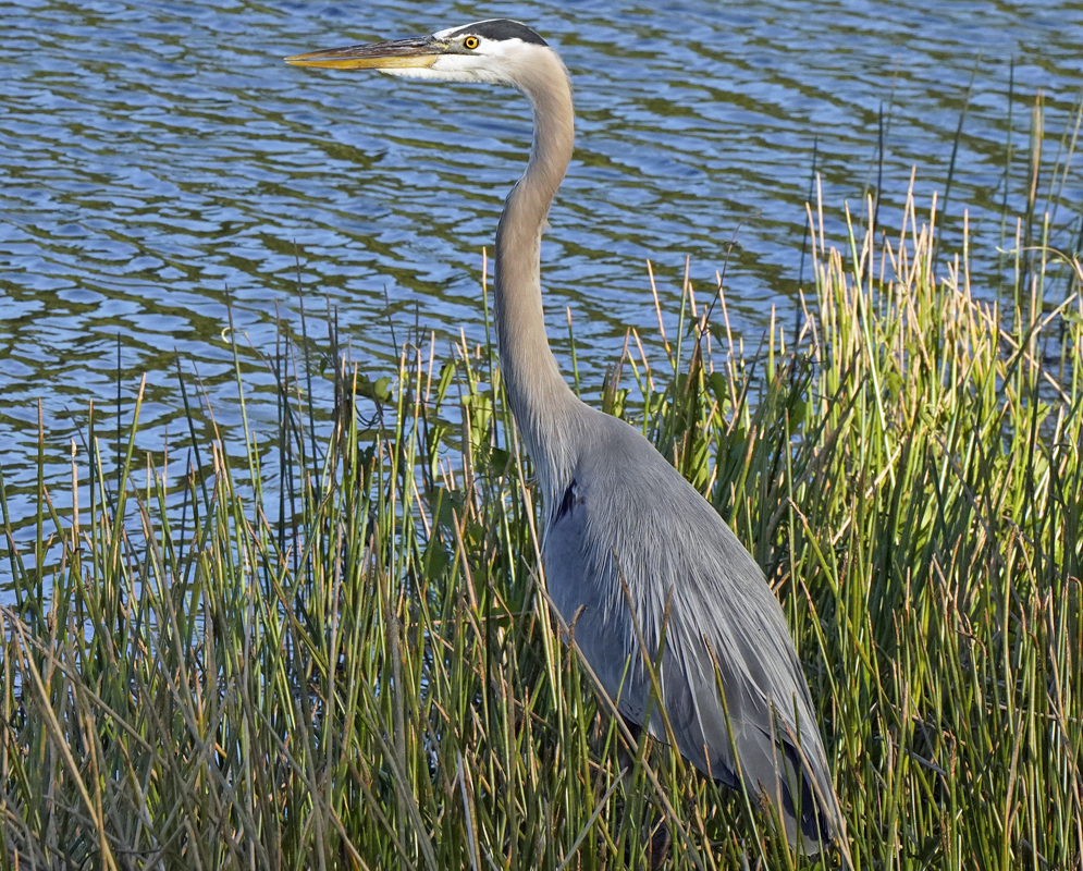Ardea herodias Standing Alert Large grey heron standing among marsh reeds beside the water