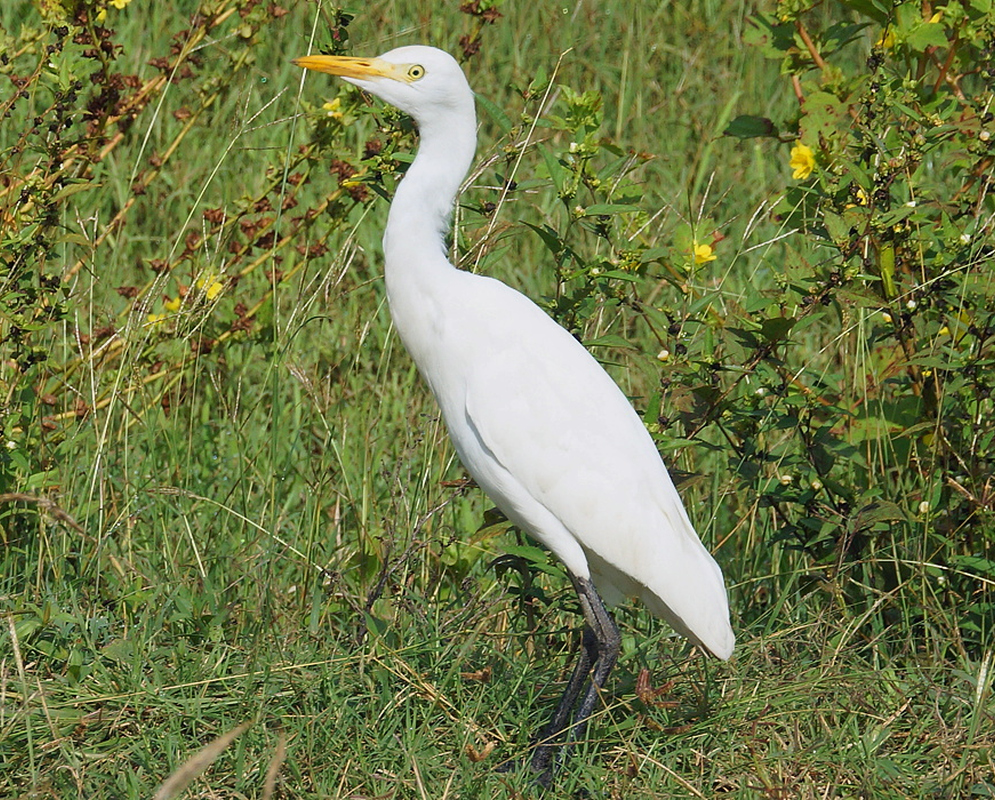 A white Ardea ibis standing in the grass