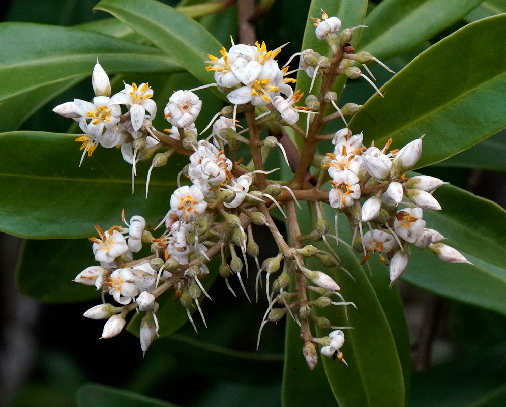 Cluster of ardisia escallonioides flowers with white petals speckled in pink and yellow stamens, emerging from glossy green foliage