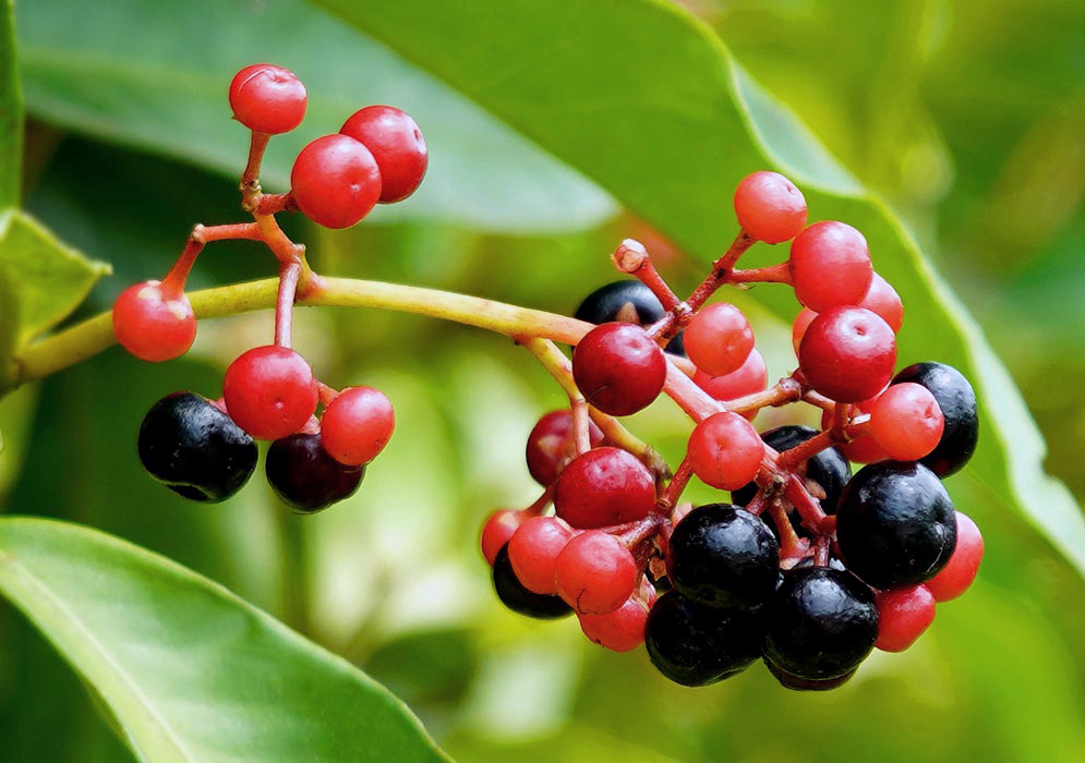 A Ardisia guianensis yellow stem with red and black berries