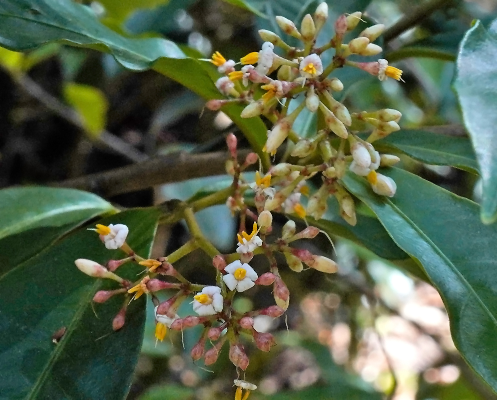 Alloispermum caracasanum Flowers Cluster of white Alloispermum caracasanum flowers with orange and yellow centers surrounded by serrated green leaves