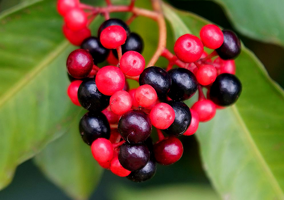 A cluster of red and purple Ardisia guianensis berries