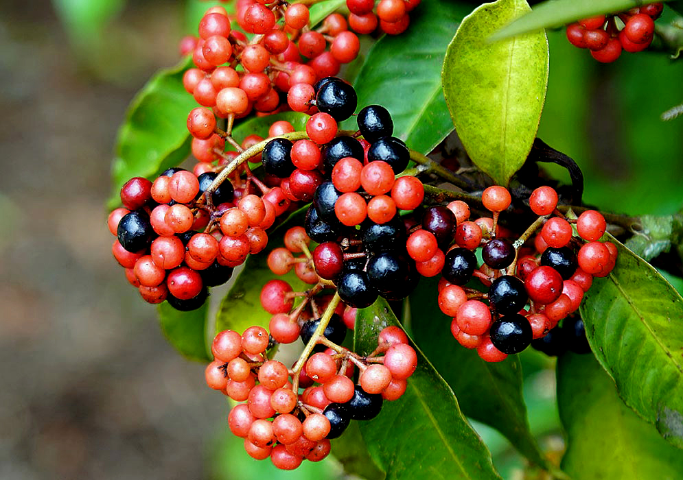 Clusters of red and purple Ardisia guianensis berries