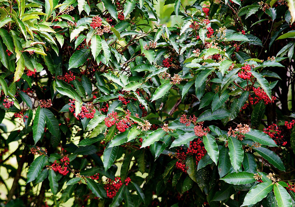 Ardisia guianensis branches with red and purple berries and small white flowers