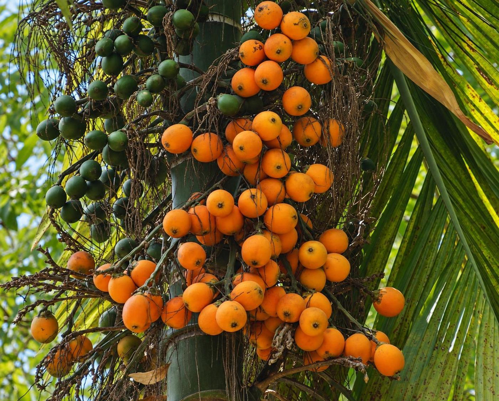 Areca catechu carries a dense cluster of round orange fruits beside its ringed trunk and green fronds