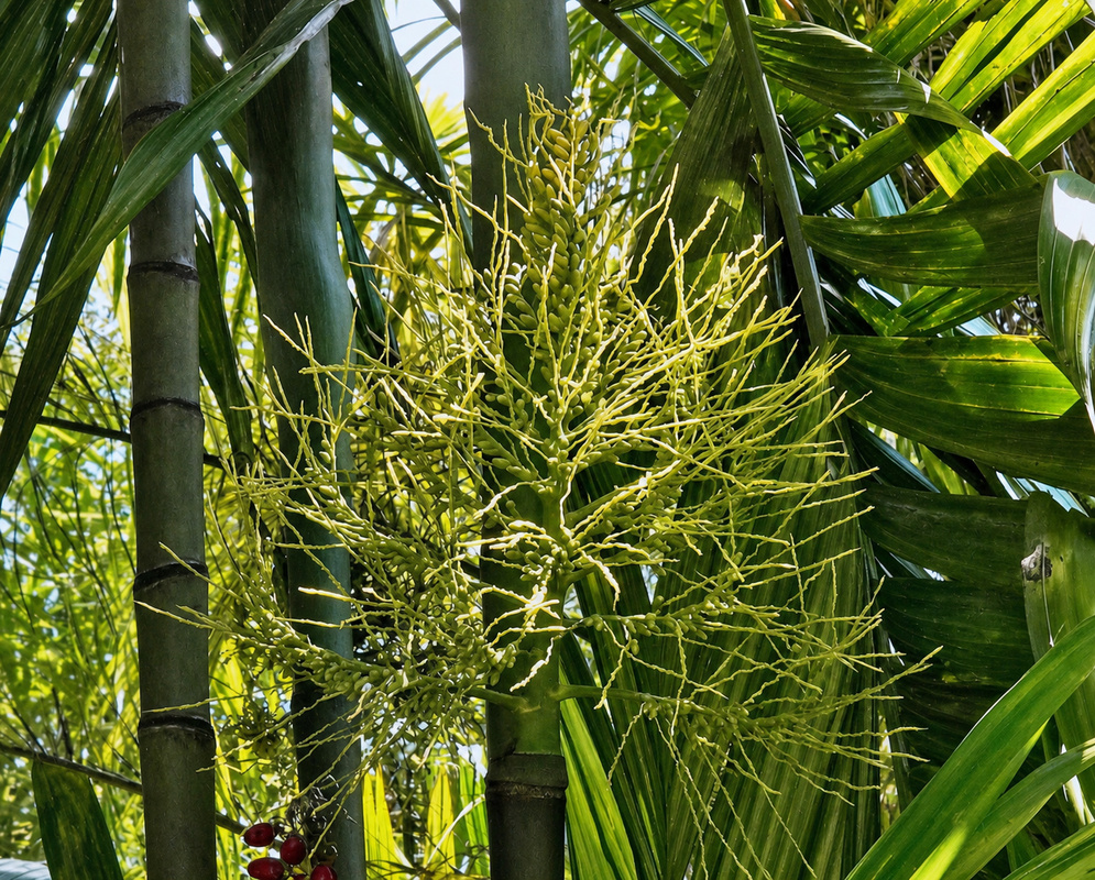 Large green Areca triandra inflorescence branching beneath smooth palm trunks with developing fruits visible at the base