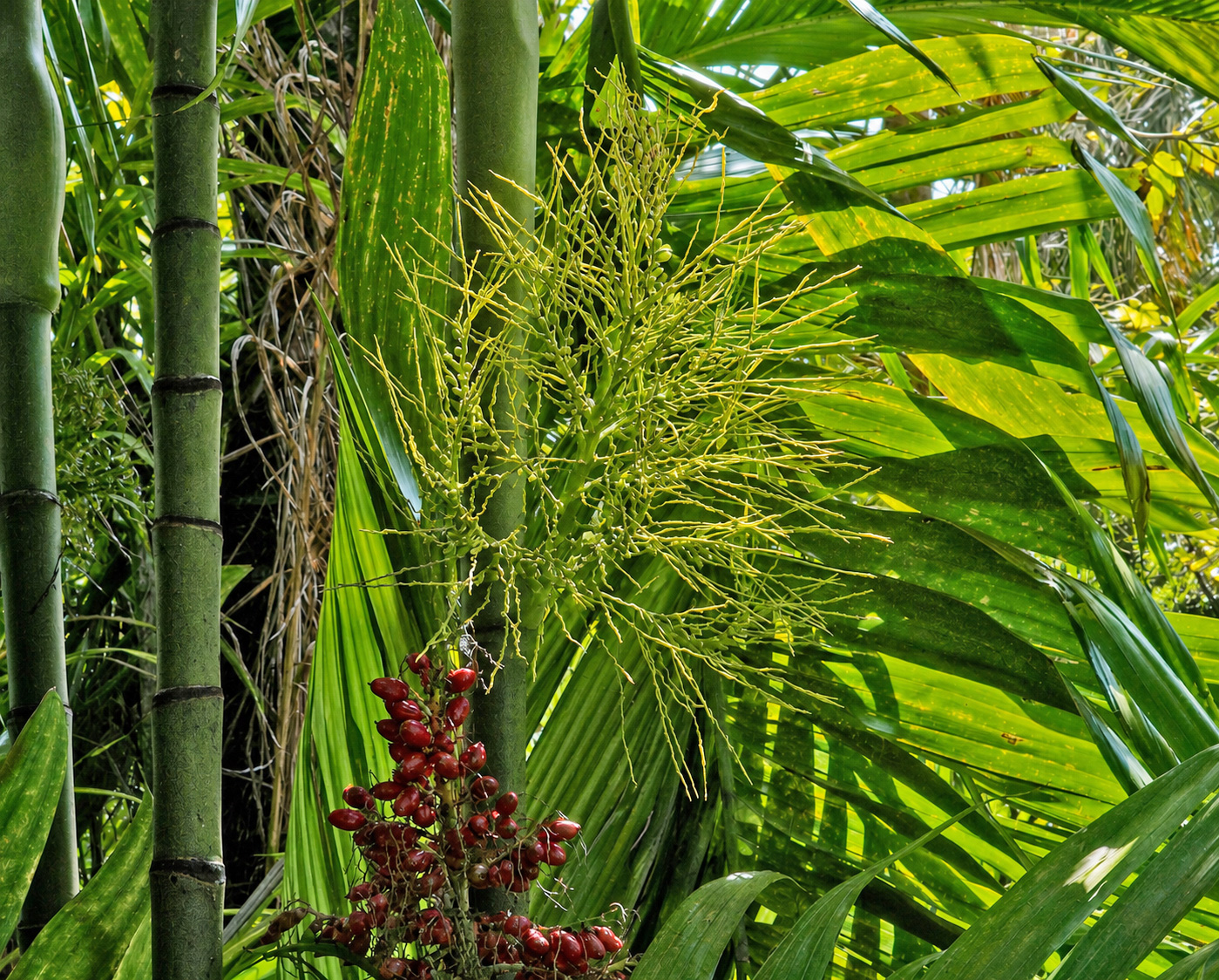 Areca triandra Fruit and Inflorescence Areca triandra palm with green branching inflorescence and clusters of glossy red fruit between smooth stems