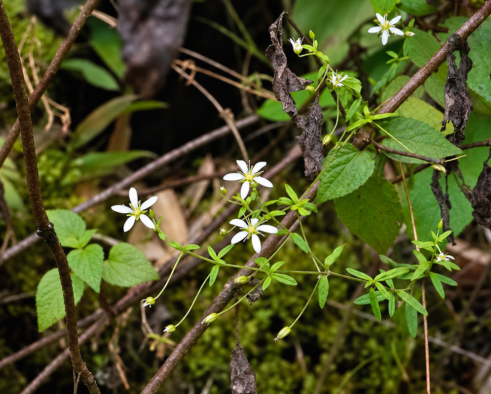 Small white Arenaria soratensis flowers and green buds spread along slender branching stems
