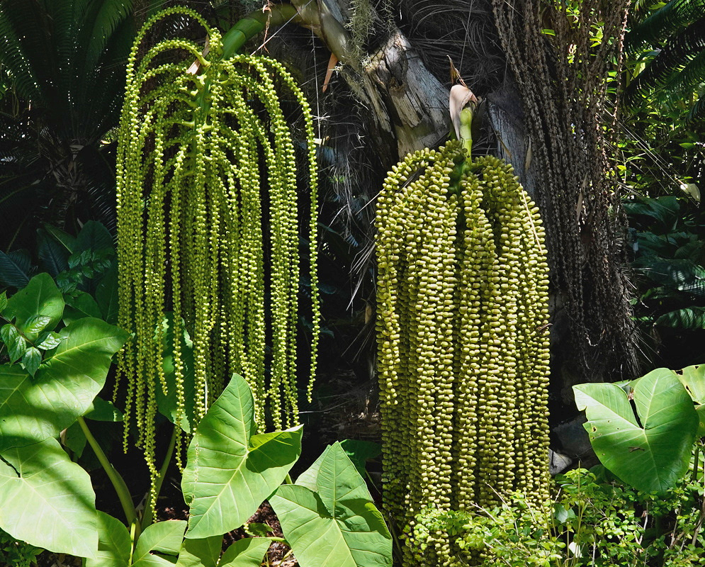 Arenga pinnata has long dense hanging flower branches beside a trunk covered in coarse black fibers