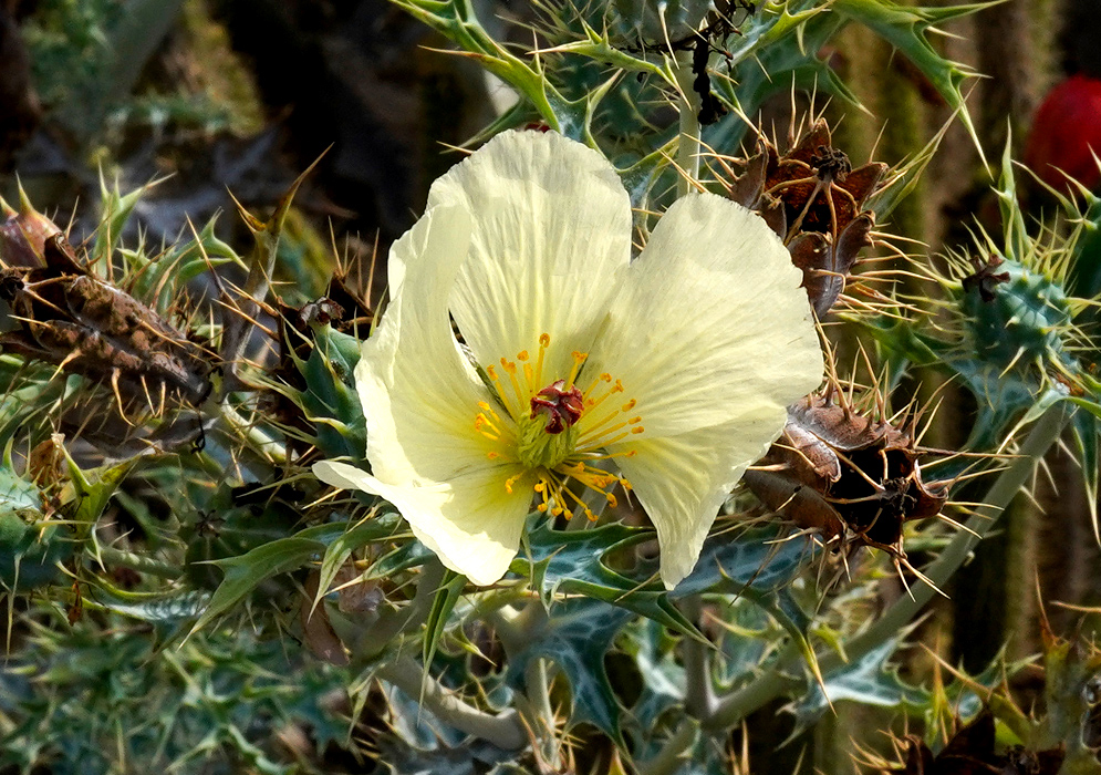 Argemone mexicana Yellow Flower Pale yellow flower of the Argemone mexicana plant blooming among sharp, spiny leaves and dried seed pods