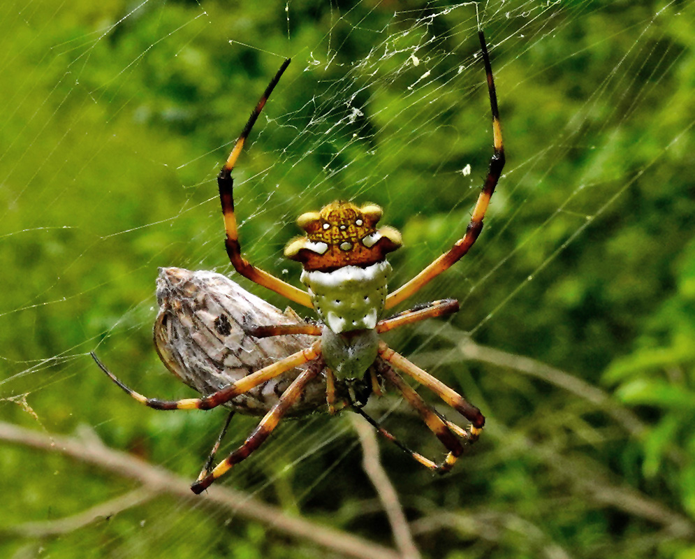 A female Argiope argentata hangs beneath her orb web while gripping a silk-wrapped moth