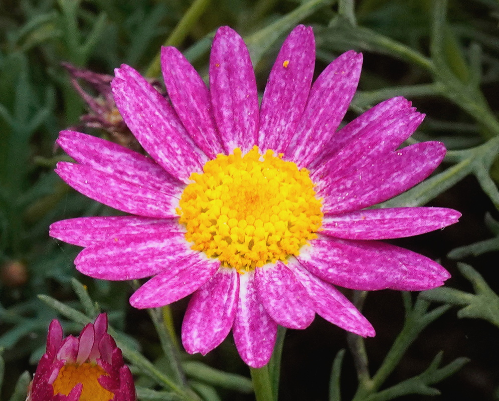 Argyranthemum frutescens Pink Rays and Yellow Disk Argyranthemum frutescens has bright pink rays surrounding a rounded yellow central disk