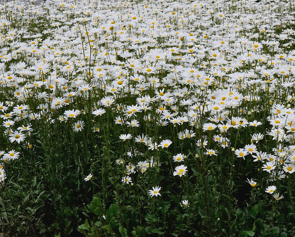 Argyranthemum frutescens Dense White Daisy Planting Argyranthemum frutescens forms a dense planting covered with white daisies and yellow centers