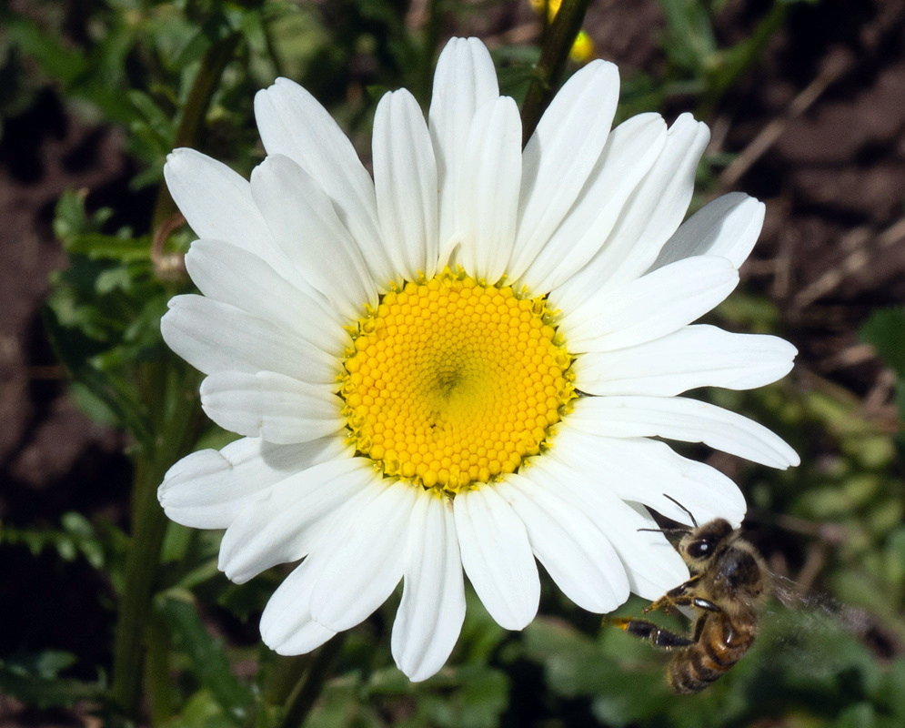 Argyranthemum frutescens White Daisy and Yellow Disk Argyranthemum frutescens has a white daisy with overlapping rays around a broad yellow disk