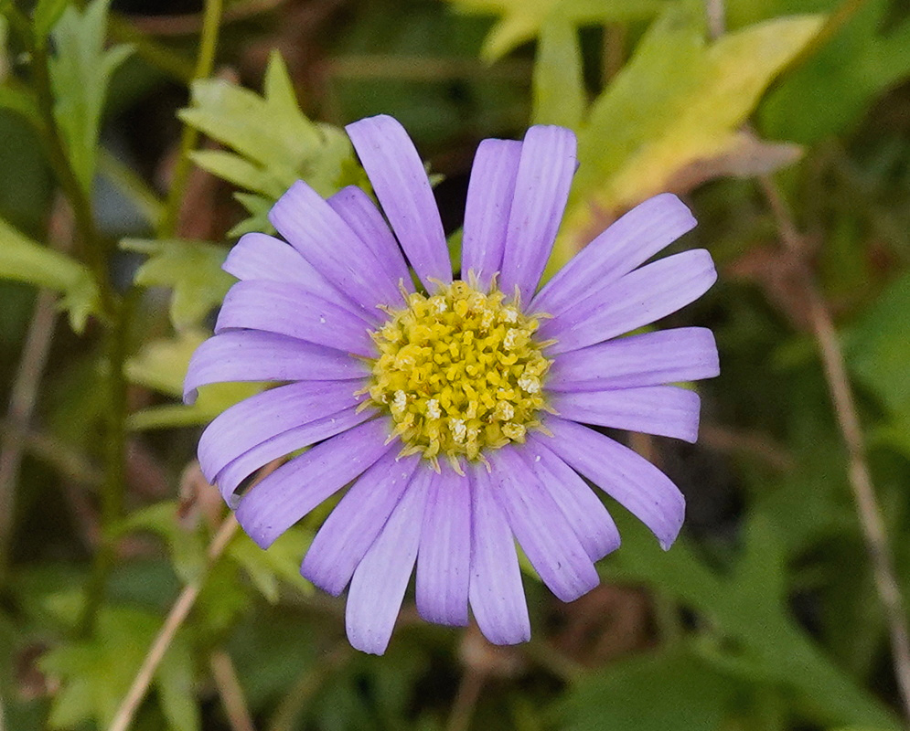 Argyranthemum frutescens Lavender Flower An Argyranthemum frutescens flower has lavender petals surrounding a yellow disk