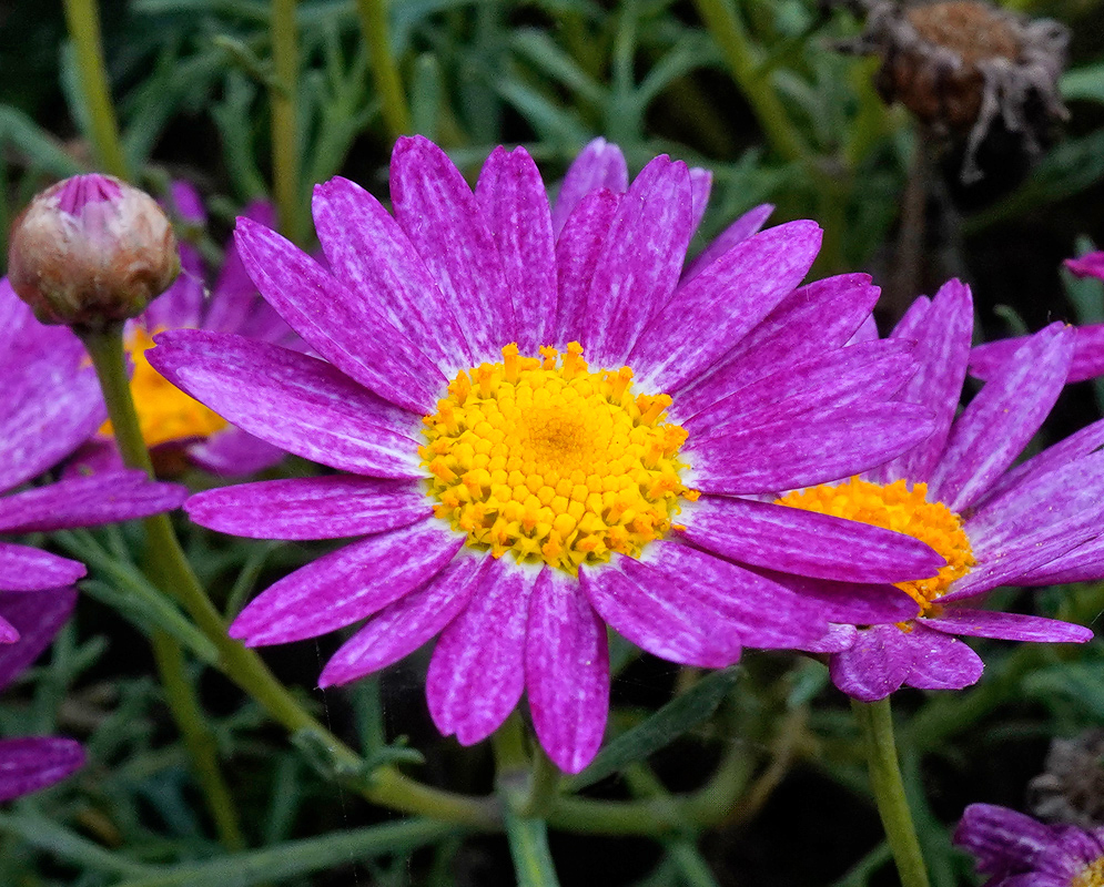Argyranthemum frutescens – Magenta Daisy Bloom Close-up of argyranthemum frutescens bloom with vivid magenta petals surrounding a bright yellow central disk, with unopened buds in the background