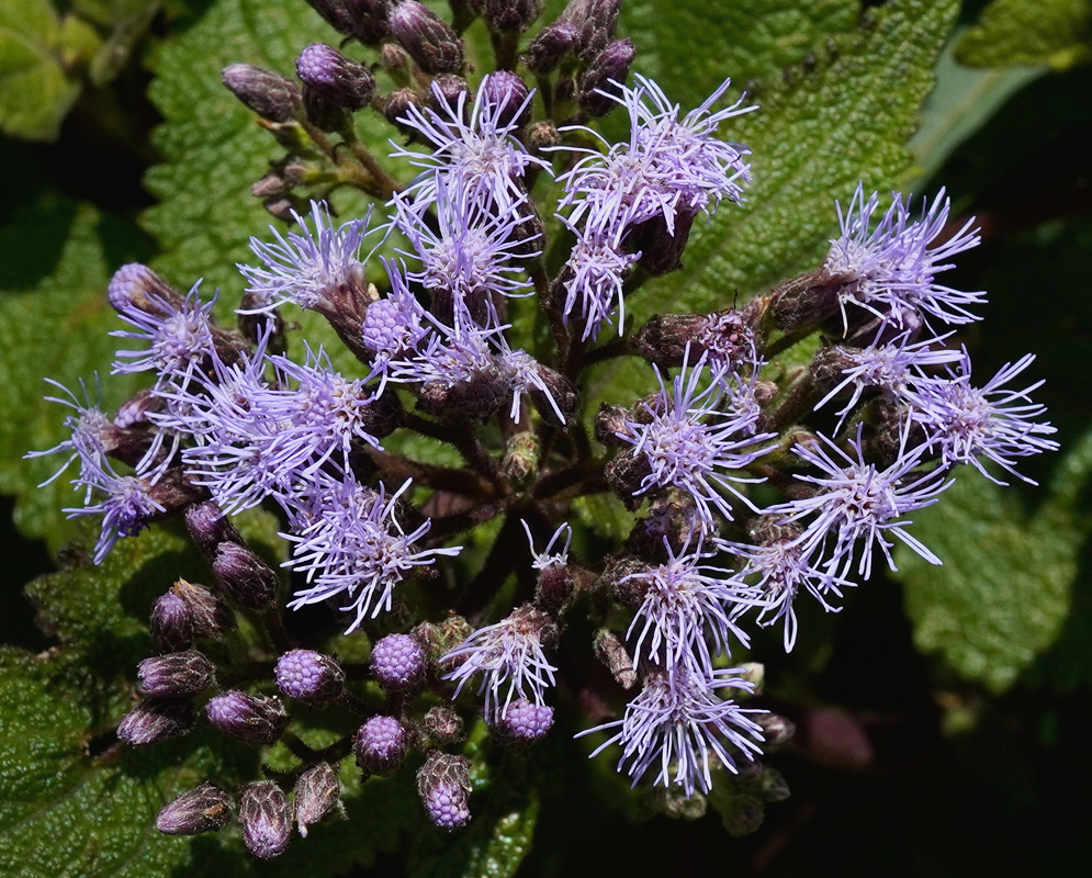 Aristeguietia lamiifolia bears a rounded cluster of lavender florets among dark purple flower buds