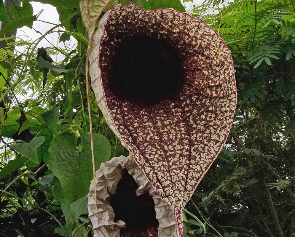 Aristolochia grandiflora Large Burgundy Netted Flower Aristolochia grandiflora has a large cream flower marked with a burgundy network around a dark opening