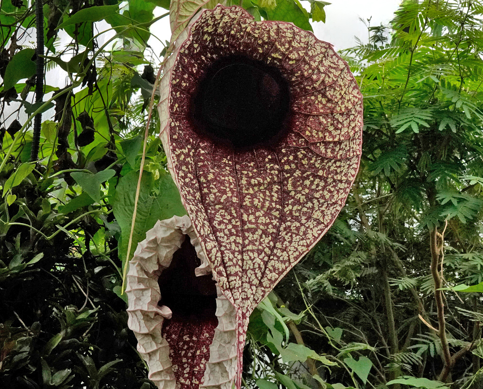 Aristolochia grandiflora Giant Pelican Flower Giant maroon-and-cream, heart-shaped flower of Aristolochia grandiflora with a dark central throat and ruffled tubular mouth hanging from a vigorous climbing vine.Giant maroon-and-cream, heart-shaped flower of Aristolochia grandiflora with a dark central throat and ruffled tubular mouth hanging from a vigorous climbing vine