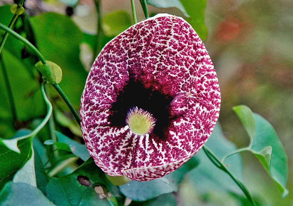 A maroon-purple and white Aristolochia littoralis flower with a bright yellow throat