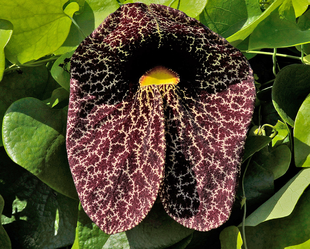 Exotic Dutchman’s Pipe Flower Large aristolochia elegans flower with deep maroon and cream-veined petals surrounding a yellow throat, set against glossy green heart-shaped leaves