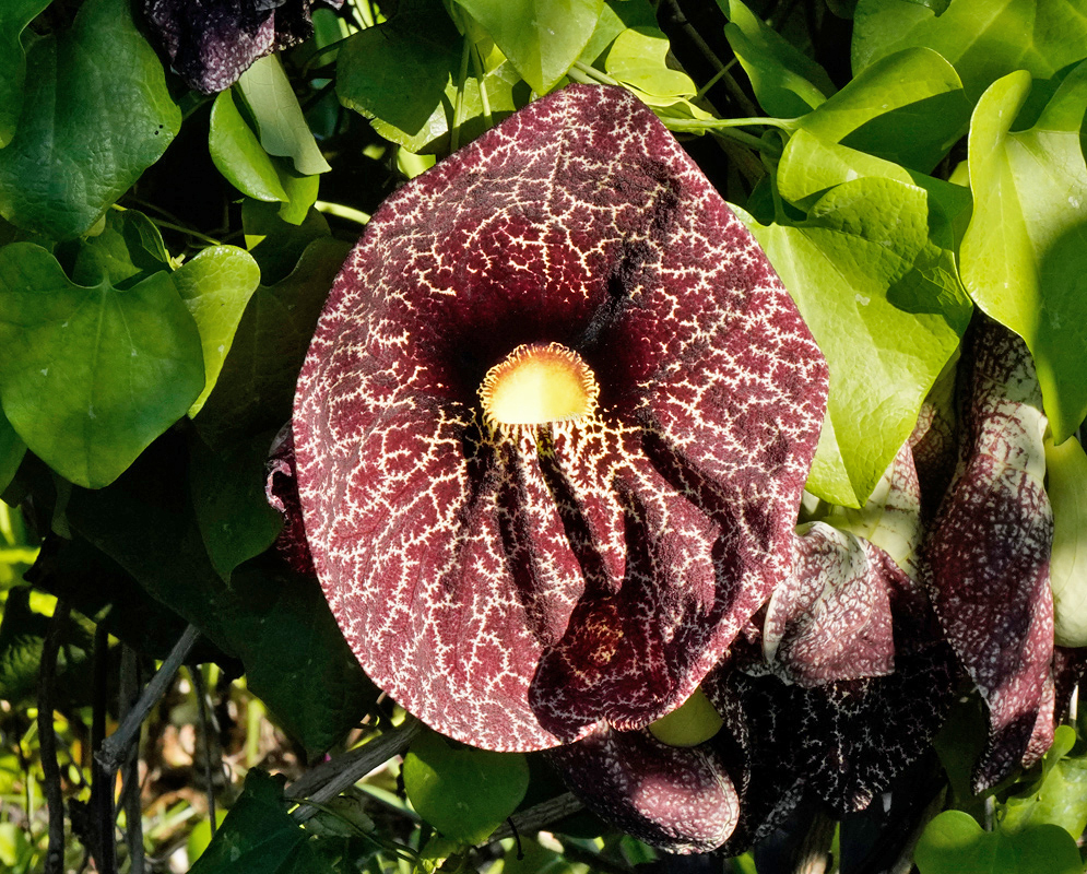 Aristolochia littoralis Flower A large, heart-shaped maroon flower of the Aristolochia littoralis vine with pale vein-like patterns radiating from a bright yellow throat, surrounded by dense green leaves