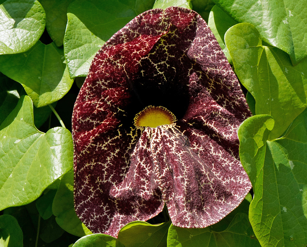 Aristolochia littoralis Pipevine A striking pipevine flower of Aristolochia littoralis featuring a mottled dark red surface with intricate white veining and a yellow center