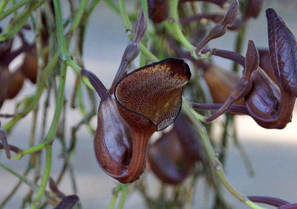 A brown Aristolochia maxima purple funnel-shaped flower