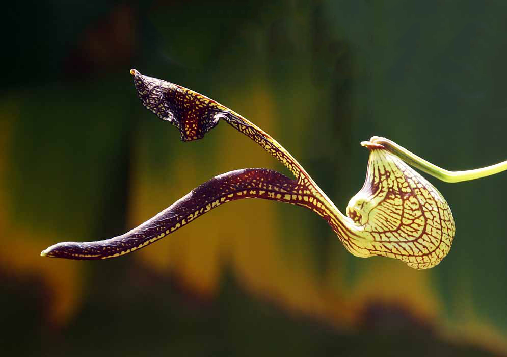 A yellow Aristolochia ringens flower with burgundy and purple veins which become more prominent on the two lips of the flower