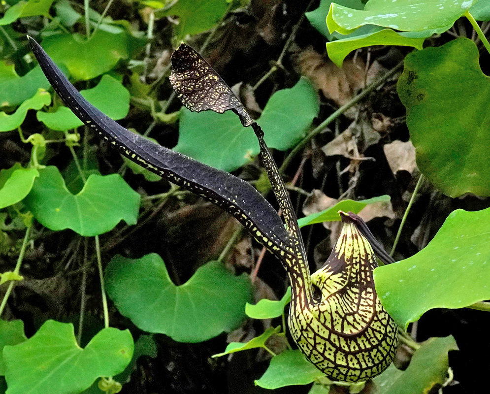 A bizarre and striking yellow flower of Aristolochia ringens shaped like a swollen pouch with intricate dark markings and a long, curved tail-like extension rising above dense green foliage.