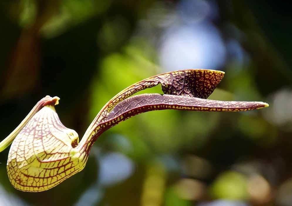 A  sunlit yellow Aristolochia ringens flower with burgundy and purple veins which become more prominent on the two lips of the flower under sunlight