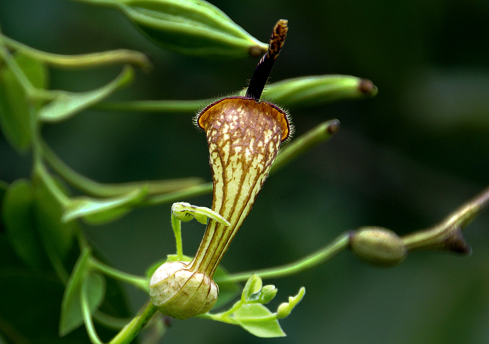 Light yellow Aristolochia anguicida flower with brown veins and fine hairs around the mouth of the flower
