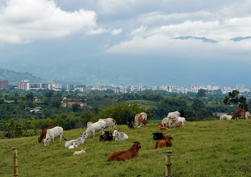 Armenia, Colombia in the background of a cow pasture