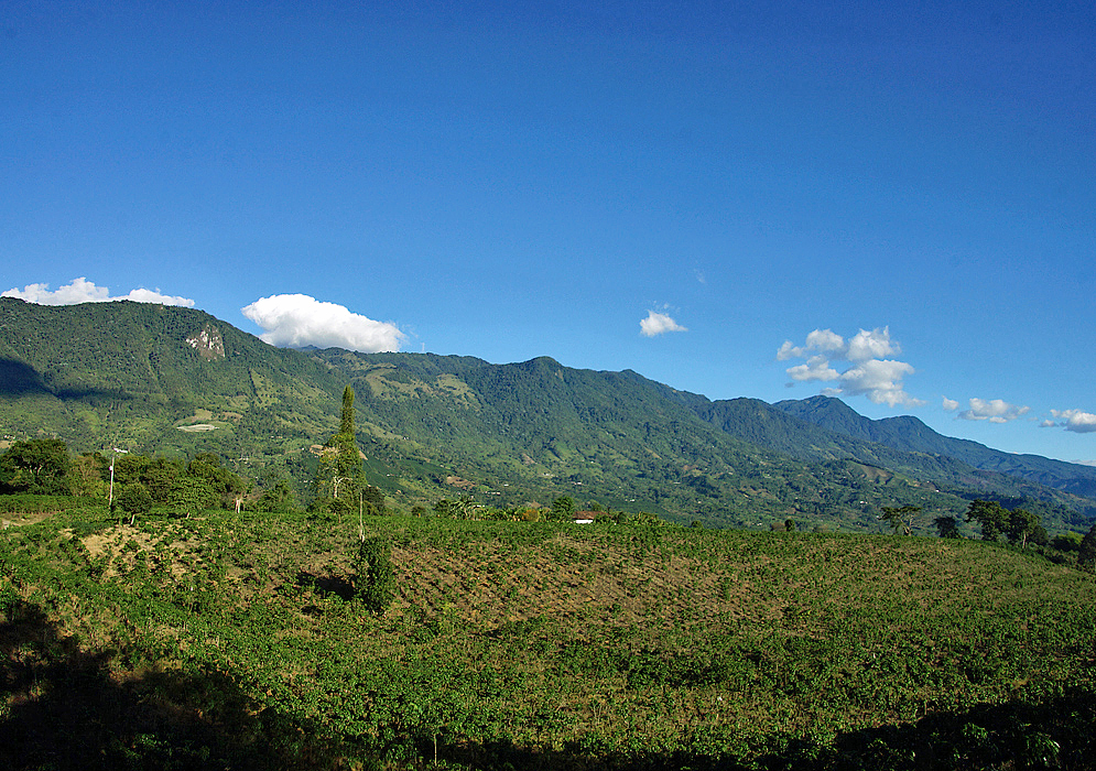 A coffee field with the central Andes mountains in the background under blue sky