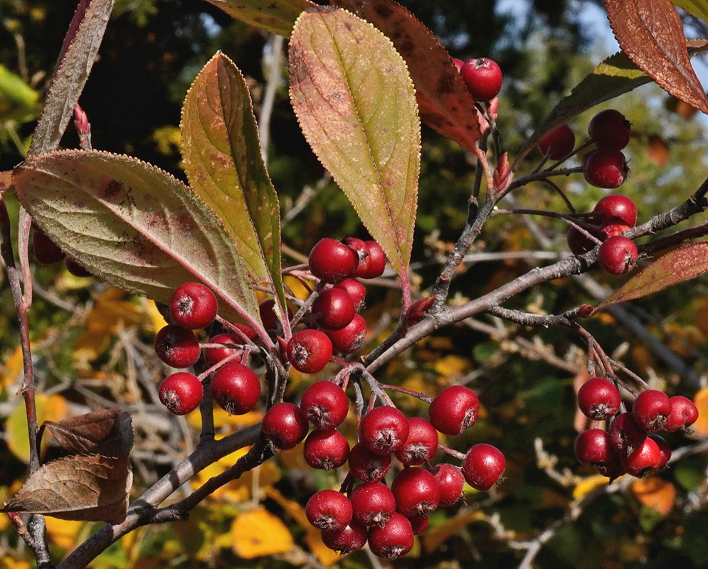 Aronia arbutifolia carries glossy red fruits among green yellow and reddish autumn leaves