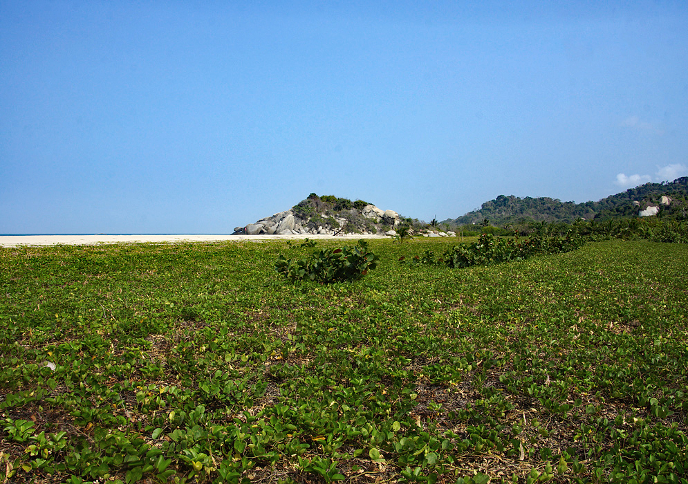 Ipomoea vine covering a large section of the upper beach