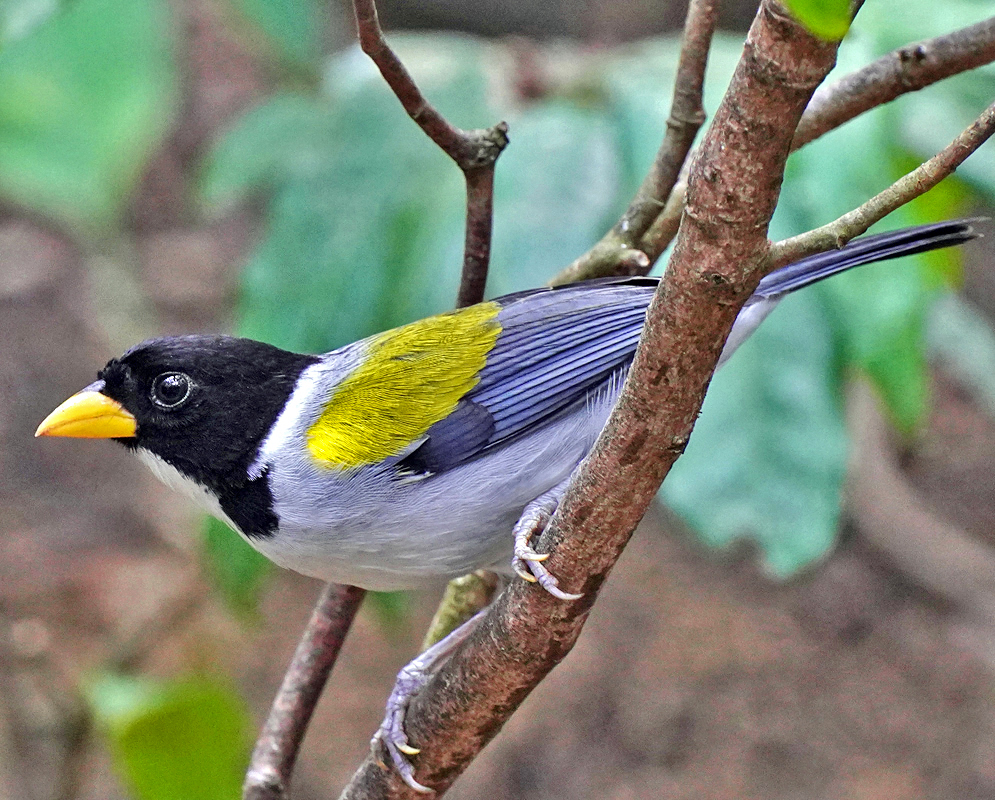 Arremon schlegeli Perched Side view of a golden-winged sparrow gripping a slender branch, with vivid yellow wings and a bold black-and-white face