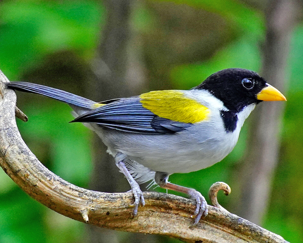 Arremon schlegeli Perched golden-winged sparrow showing its yellow wing patch, black head, and curved beak against a blurred green background