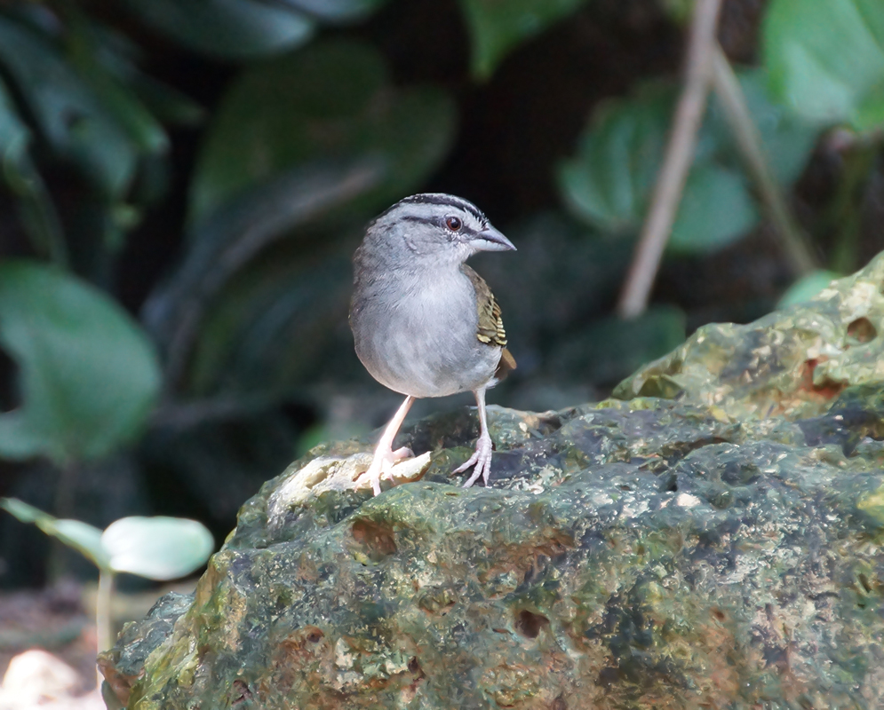 A grey Arremonops tocuyensis standing on a rock