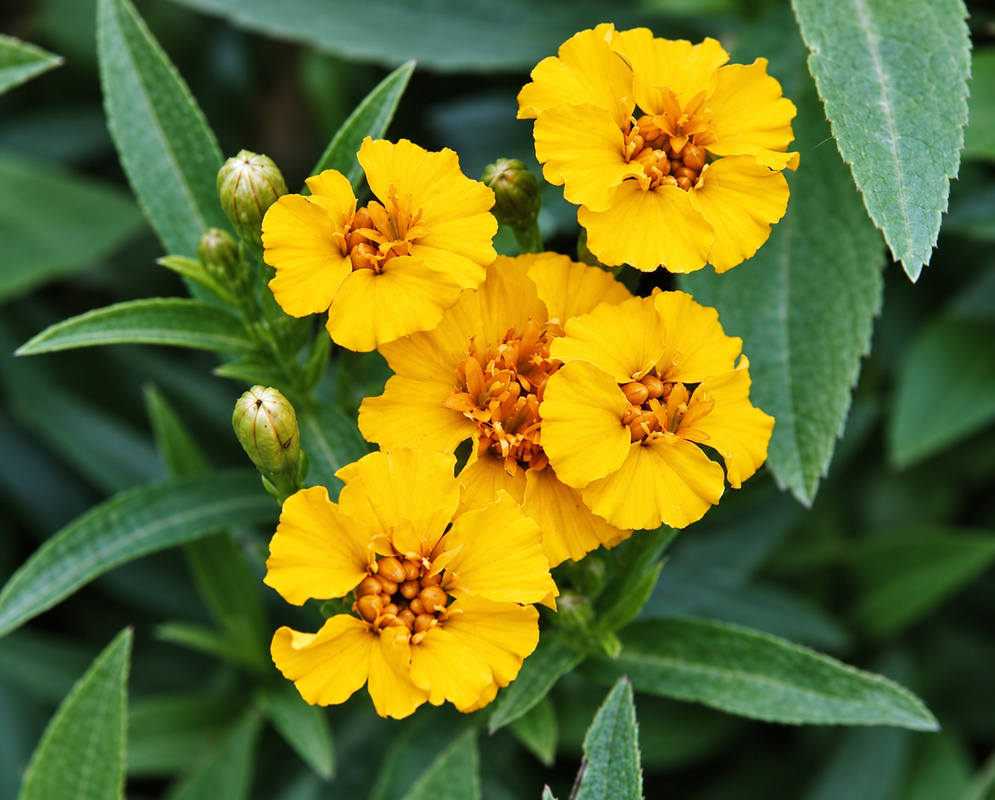 A grouping of Artemisia dracunculus yellow flowers