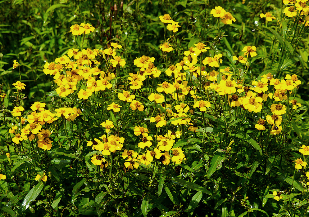 A grouping of Artemisia dracunculus yellow flowers